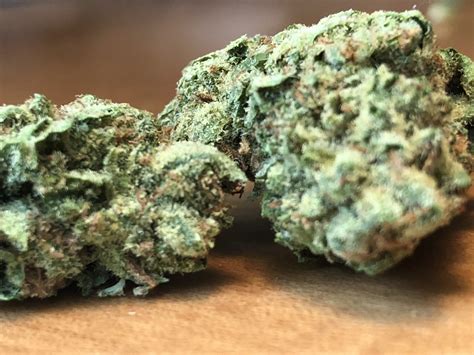 bagged buds